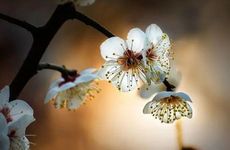 梦见癌症 得癌症是什么意思