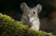 2008年属鼠人人生三大坎是什么