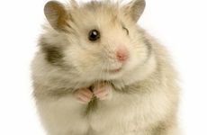 门对门怎么挂五帝钱 门对门挂五帝钱是挂一串还是两串