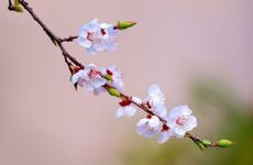 梦见抢朋友的男朋友怎么回事 梦见抢朋友的男朋友有什么预兆