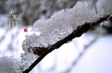 梦见梅树怎么回事 梦见梅树有什么预兆