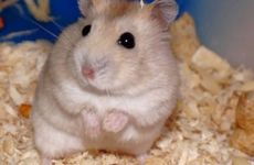 日子查询:2023年3月生肖鼠最佳出行吉日一览表