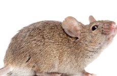 孕妇梦见百合花