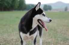 星途最惨的星“女郎”