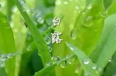 2023年白露期间的温度 今年白露以后天气如何