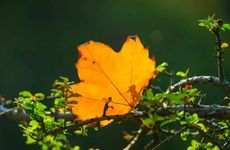 梦见自己穿婚纱当新娘