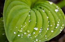 白露节气北方吃什么传统食物 白露的传统活动