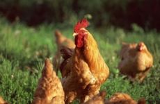 1993年属鸡婚姻不顺