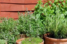 室内客厅养竹子风水好吗 室内种竹子风水好吗