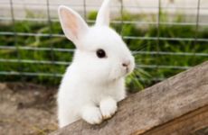 87年属兔女最佳婚配属相有哪些 1987年属兔女一生有几次婚姻