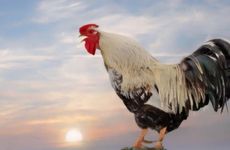 属鸡结婚吉日2024年7月黄道吉日