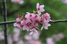 历史上的黑兔年发生了哪些大事？2023双春黑兔年习俗