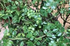 2025年何时拜太岁最为适宜呢？