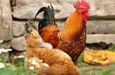 1969年属鸡2023年冲太岁要佩戴什么