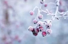 梦见橡果 橡子怎么回事 梦见橡果 橡子有什么预兆