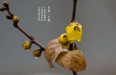 打春时间2026年阴历几点