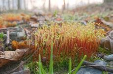 大年初二能上坟吗