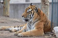 适合留短头发的属相女 生肖虎猴羊猪