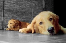 广撒网 即使有对象也不忘物色新对象的星座