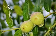 梦见扎高高的头发是啥意思