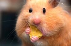 属鼠人2026年有哪些好运降临