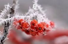 女生网名唯美小清新的