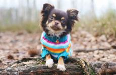 属狗人使用什么头像最旺