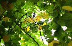 梦见蜜蜂叮人　周公解梦之梦到蜜蜂叮人