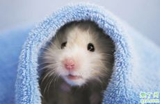 鼠日冲马甲午煞南是什么动物 鼠冲马日鼠人要忌什么？