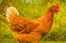 2023年属鸡搬家黄道吉日查询 属鸡人2023年搬家吉日最新