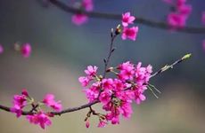 2023大年初二三生肖不愁没福 上了年纪日子也富裕顺利!