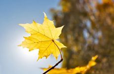 梦见芭蕾舞女演员怎么回事 梦见芭蕾舞女演员有什么预兆