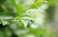 谷雨节气的含义和风俗 寓意春季结束注意养生