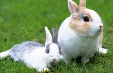 贴福字的讲究 门福必须要正福