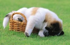 属狗的本命佛是哪尊佛