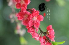 清明节上坟能带火龙果吗 清明节上坟用火龙果好吗