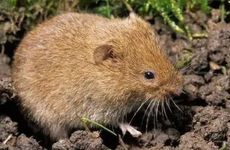 生肖鼠2023年婚姻运势如何 生肖鼠兔年红鸾星动吗