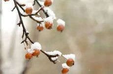 2022年大雪节气可以同房吗 大雪的禁忌有哪些