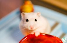 属鼠人哪一年可能会披麻戴孝