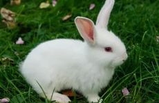 1987年属兔35岁后两喜缠身属兔人运势如何