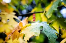 二十四节气中的谷雨