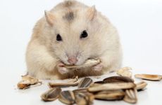 1996年属鼠的子女缘