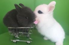 1987年属兔适合短发还是长发 属兔人如何转运最好