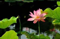 每年夏至是不是固定的 夏至是最热的时候吗？