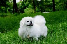 属狗人2025年官运好的月份和官运差的月份