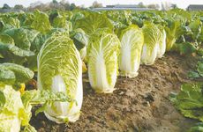 2022年处暑时间是几点？处暑之后是啥节气