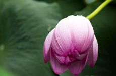 夏至日环食有什么大凶说法吗 日环食有什么预兆