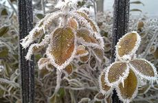 梦见狐狸精 狐仙怎么回事 梦见狐狸精 狐仙有什么预兆