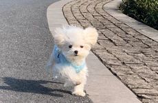 在2023年添丁的生肖 生肖狗一定能成功