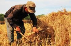 小满节气的民俗活动及传统美食